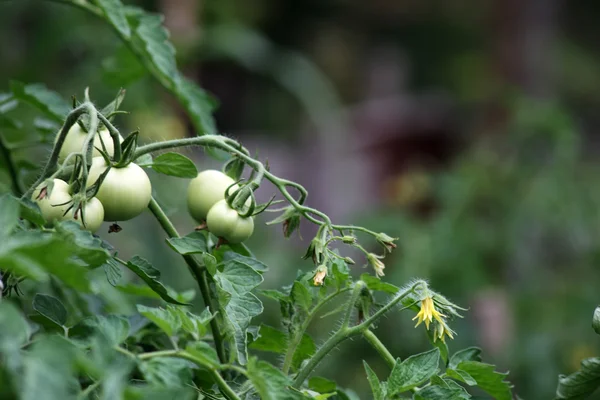 Unripe tomato — Stock Photo, Image