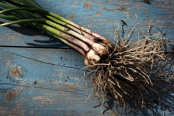 stock image Young garlic