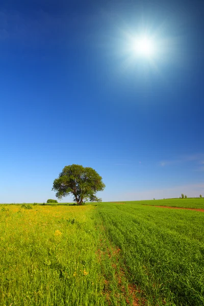 Krajobraz lato z jednego drzewa — Zdjęcie stockowe