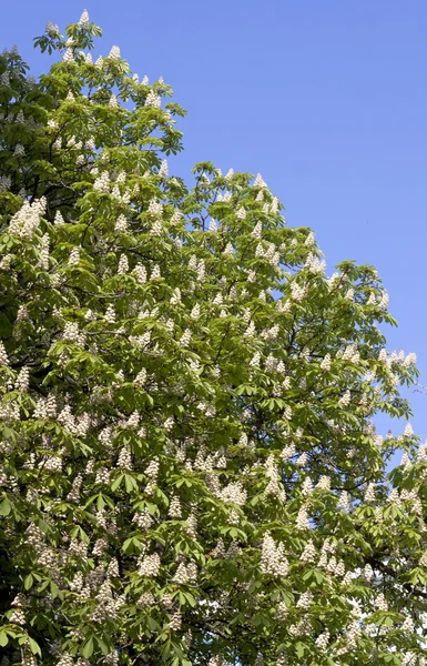 Ветви каштана с белыми цветами — стоковое фото