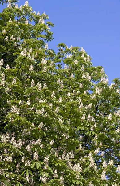 Castanheira com flores brancas — Fotografia de Stock