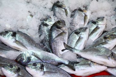 Herring fish in the ice clipart