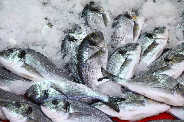 Herring fish in the ice — Stock Photo, Image