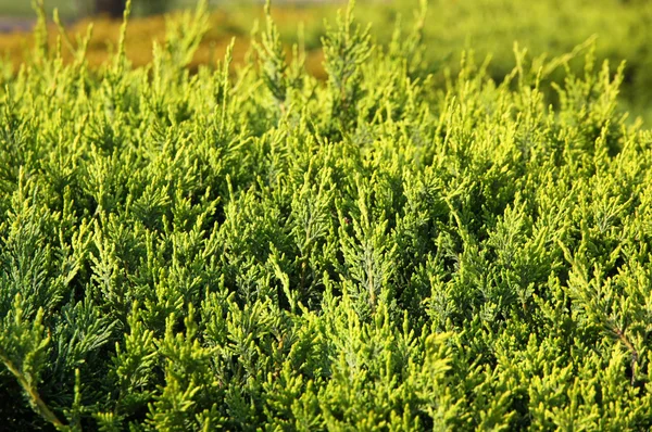 Крупный план зеленых листьев кипариса — стоковое фото