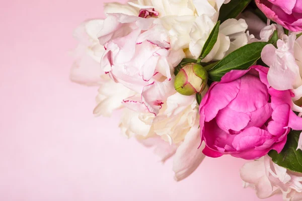Peônias em rosa — Fotografia de Stock