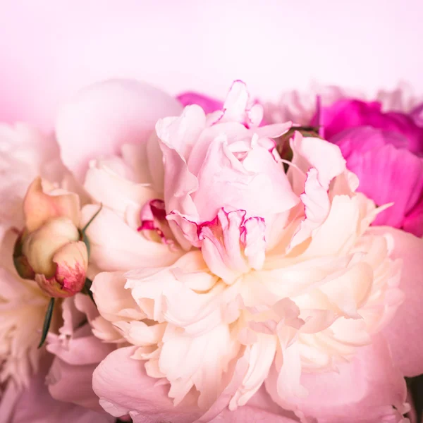 Peônias em rosa — Fotografia de Stock