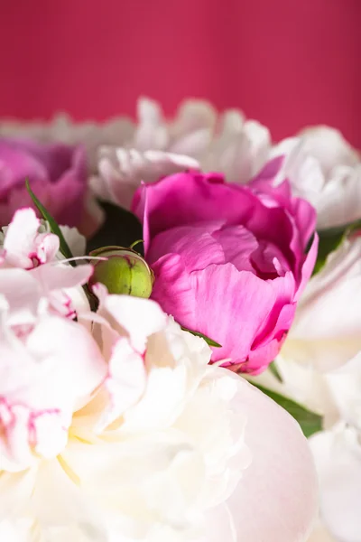 Pünkösdi rózsa, rózsaszín — Stock Fotó