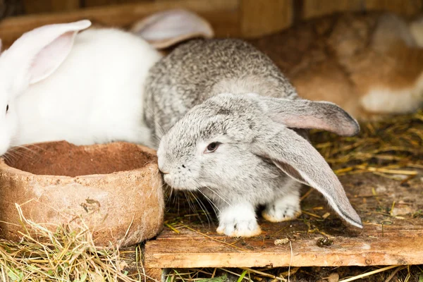 Hutch кролики' — стокове фото