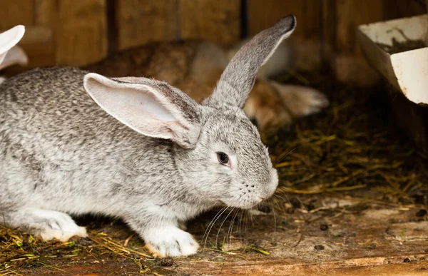 Kaninchenstall — Stockfoto