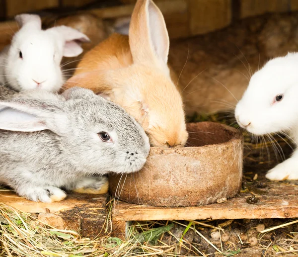 Kaniner hutch — Stockfoto