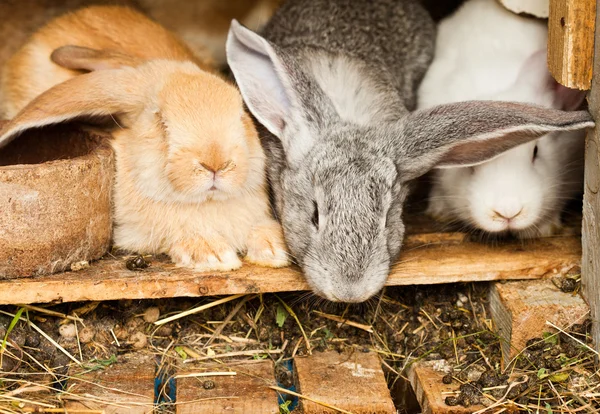 Embreagem de coelhos — Fotografia de Stock