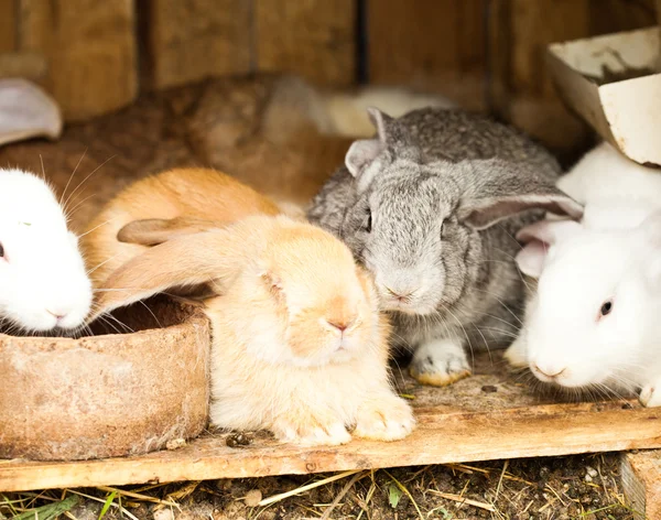 Embreagem de coelhos — Fotografia de Stock