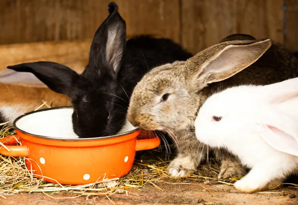 Tavşan kafesi — Stok fotoğraf