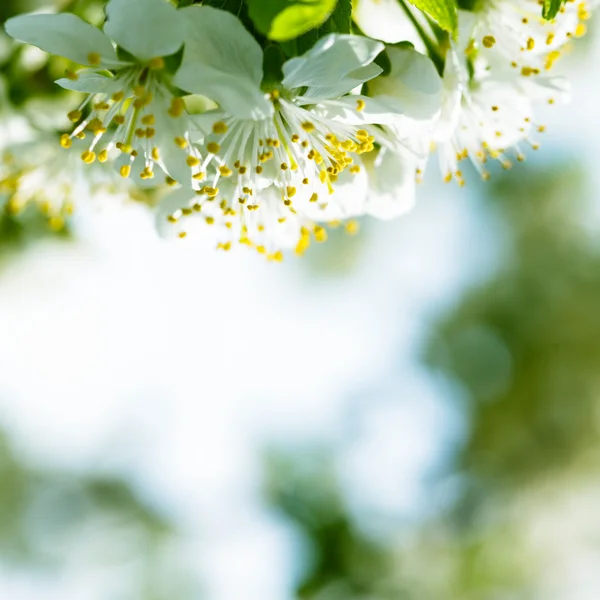 봄 보케 — 스톡 사진