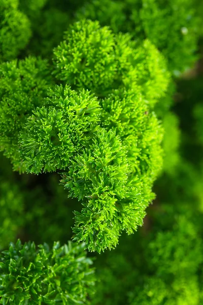 Curly parsley — Stock Photo, Image
