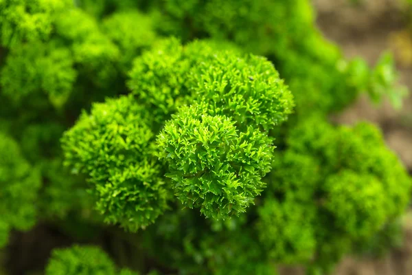 Curly parsley — Stock Photo, Image