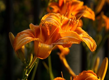 Orange lilies clipart