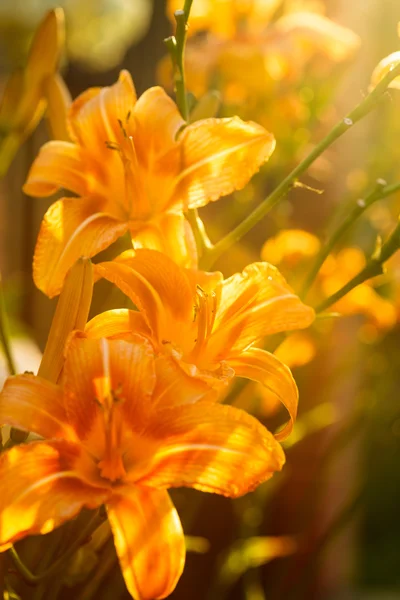Oranžová lilie — Stock fotografie