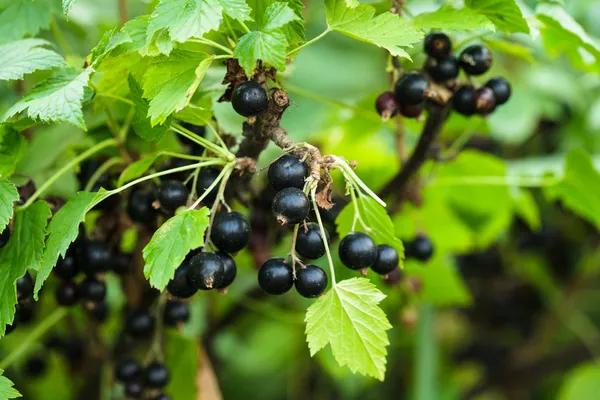 Arbusto de grosella negra — Foto de Stock
