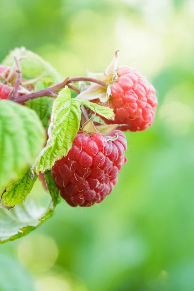 stock image Raspberry bush