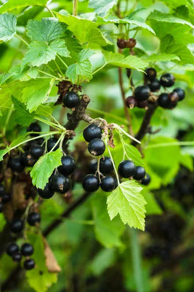 Blackcurrant bush — Stock Photo, Image
