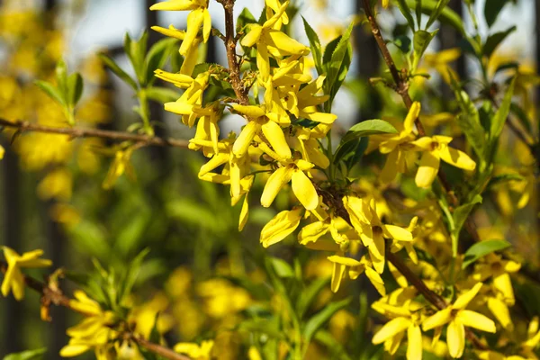 stock image Forsythia flowers bush