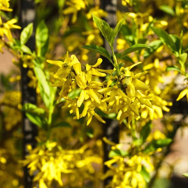 Forsythia flowers bush — Stock Photo, Image