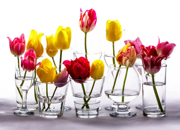 Tulips in glasses — Stock Photo, Image