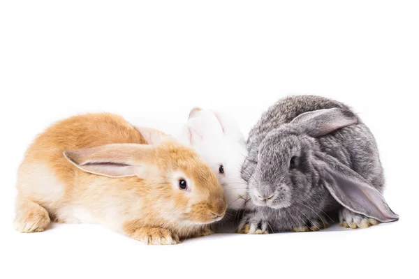 Três coelhos — Fotografia de Stock