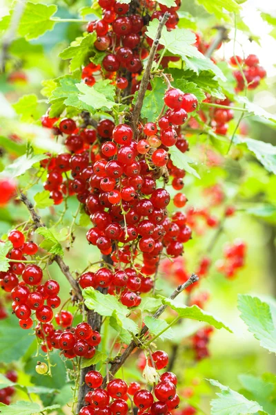 Röda vinbär bush — Stockfoto