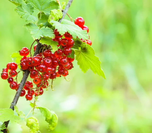 Red currant bush — Stock Photo, Image