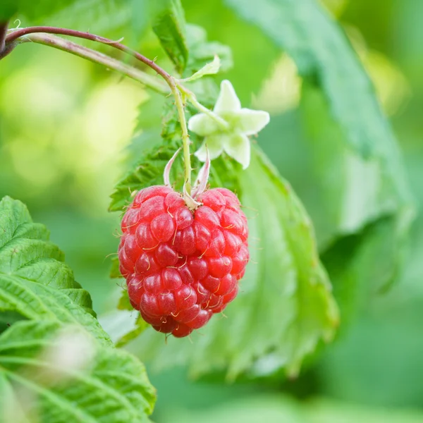 stock image Raspberry bush