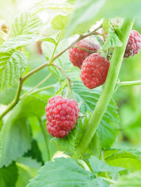 Raspberry bush — Stock Photo, Image