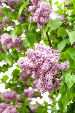 Lilac bush clipart