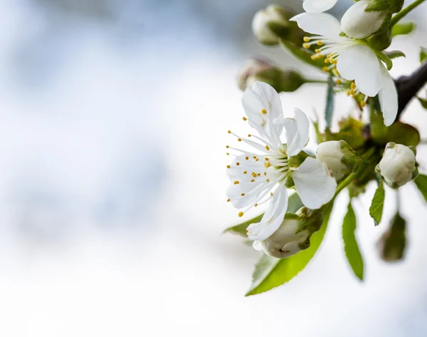 봄 보케 — 스톡 사진