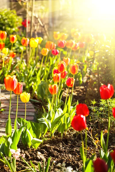 Tulipes pleines de couleurs — Photo