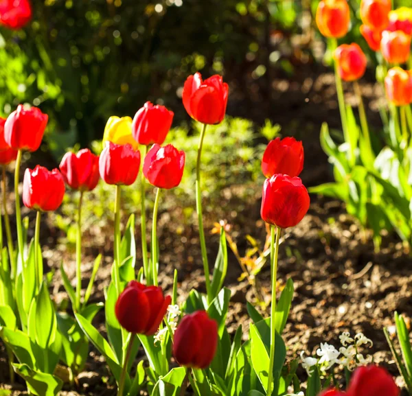 Colourfull tulips — Stock Photo, Image