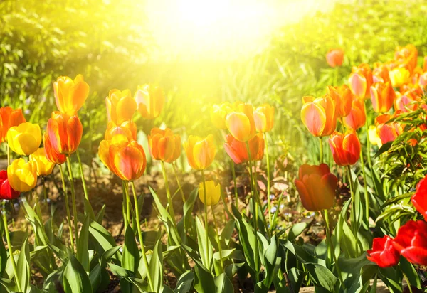 Fargeløse tulipaner – stockfoto