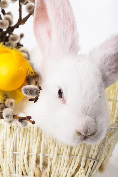Кролик в корзине — стоковое фото