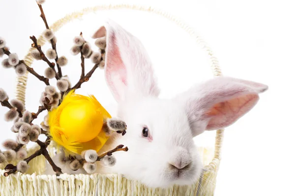 Кролик в кошику — стокове фото