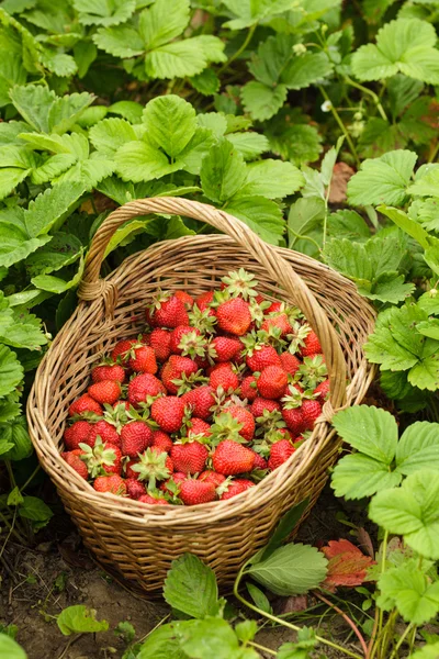 Φράουλες σε καλάθι — Φωτογραφία Αρχείου