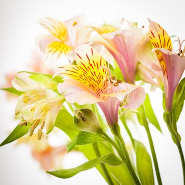 pembe alstroemeria izole