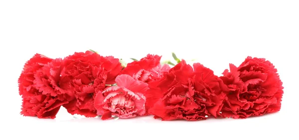 Oeillet rouge fleurs — Photo