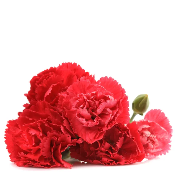Red carnation flowers — Stock Photo, Image