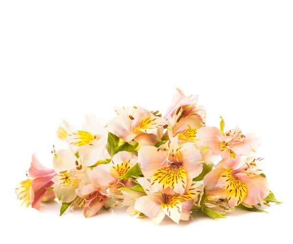 핑크 alstroemeria 절연 — 스톡 사진
