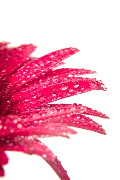 Gerberas rosadas — Foto de Stock