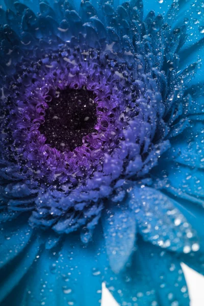 青いガーベラ — ストック写真