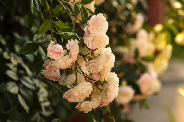 En buske av vita rosor — Stockfoto