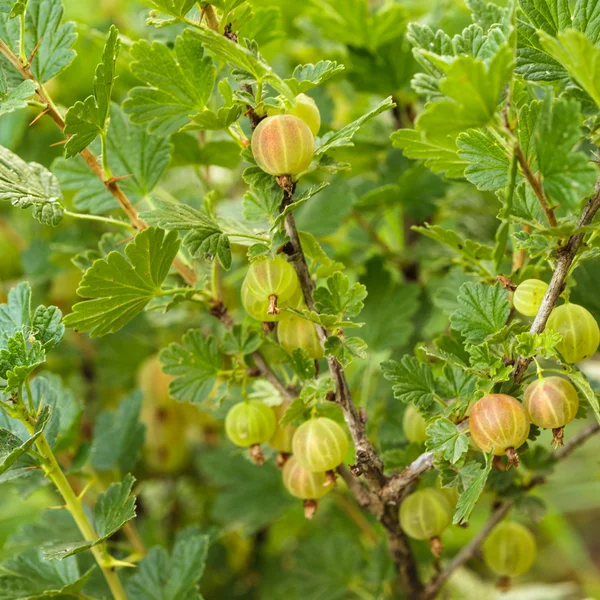 Bush of gooseberry — Stock Photo, Image