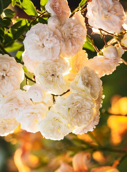 En buske av vita rosor — Stockfoto